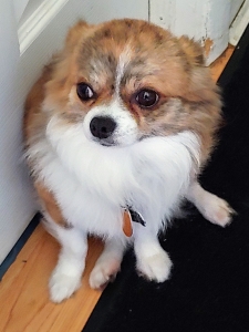 Long Hair Chihuahua Listing Image