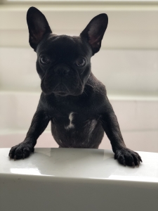 AKC French Bulldog Listing Image
