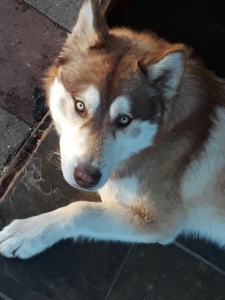 Siberian Husky Male Listing Image