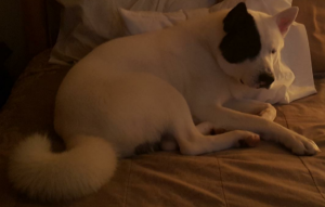 White Akita W/Black Eye Spot Listing Image