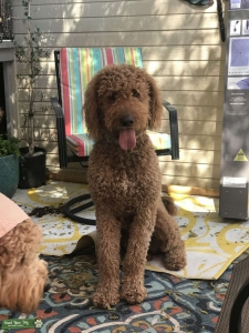Proven Goldendoodle Stud Looking for a Lady Friend Listing Image