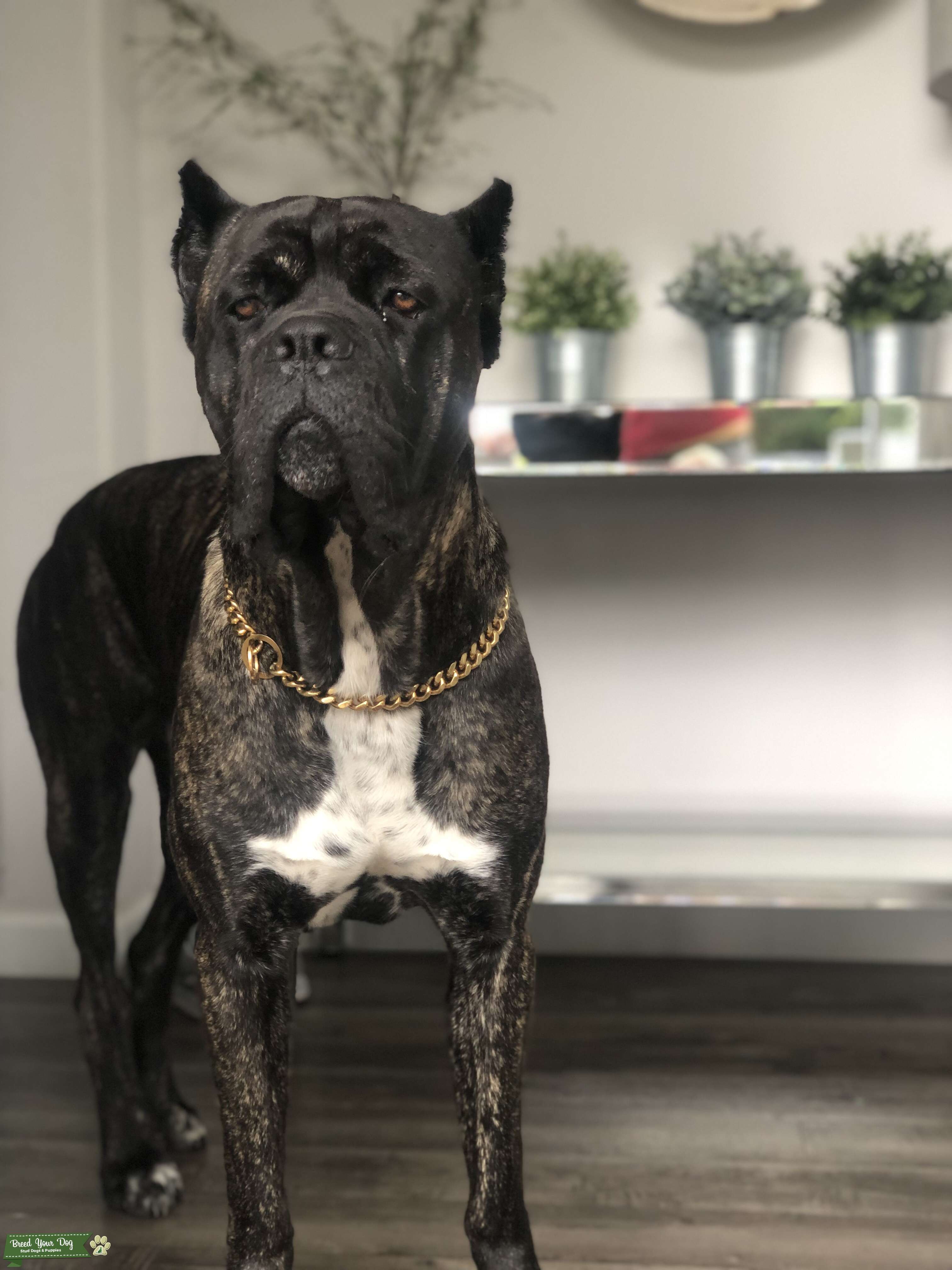 Cane corso stud Stud Dog in Texas , the United States Breed Your Dog