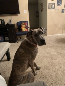 Blue-Brindle Great Dane Listing Image