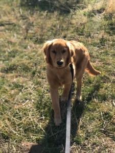 AKC GOLDEN RETRIEVER RED MALE  Listing Image
