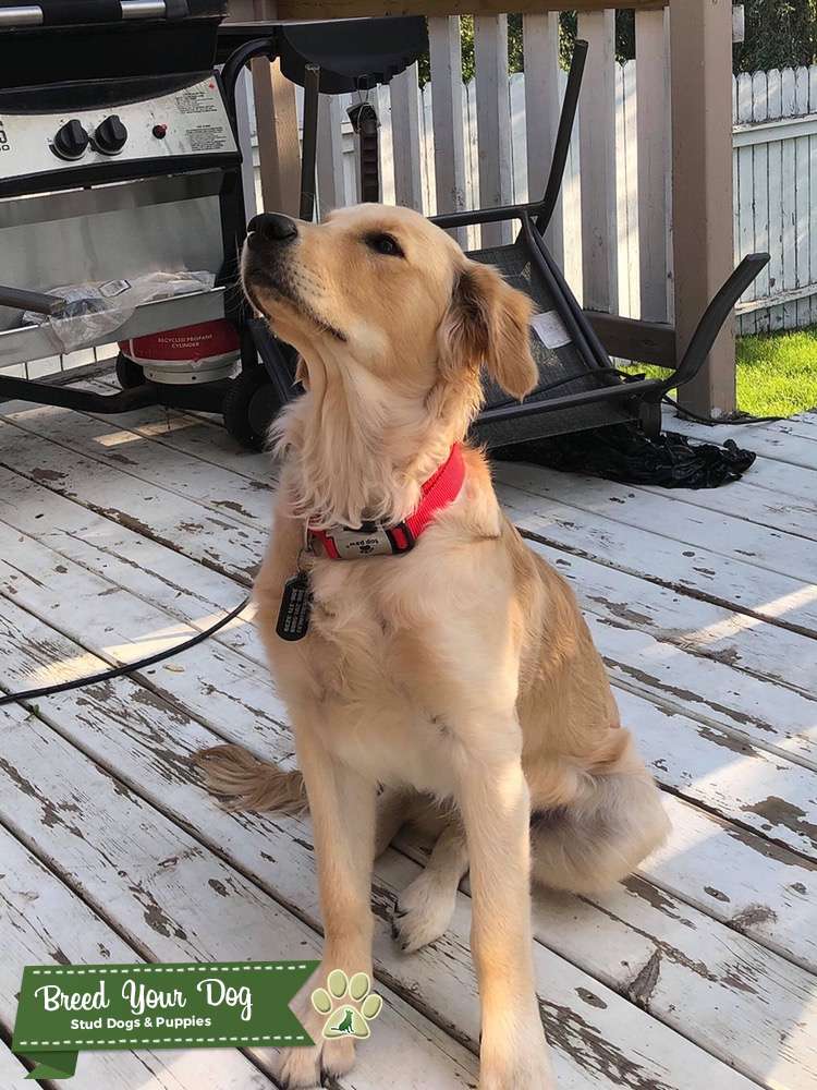Golden Retriever Stud Stud Dog in Saskatchewan , the United States