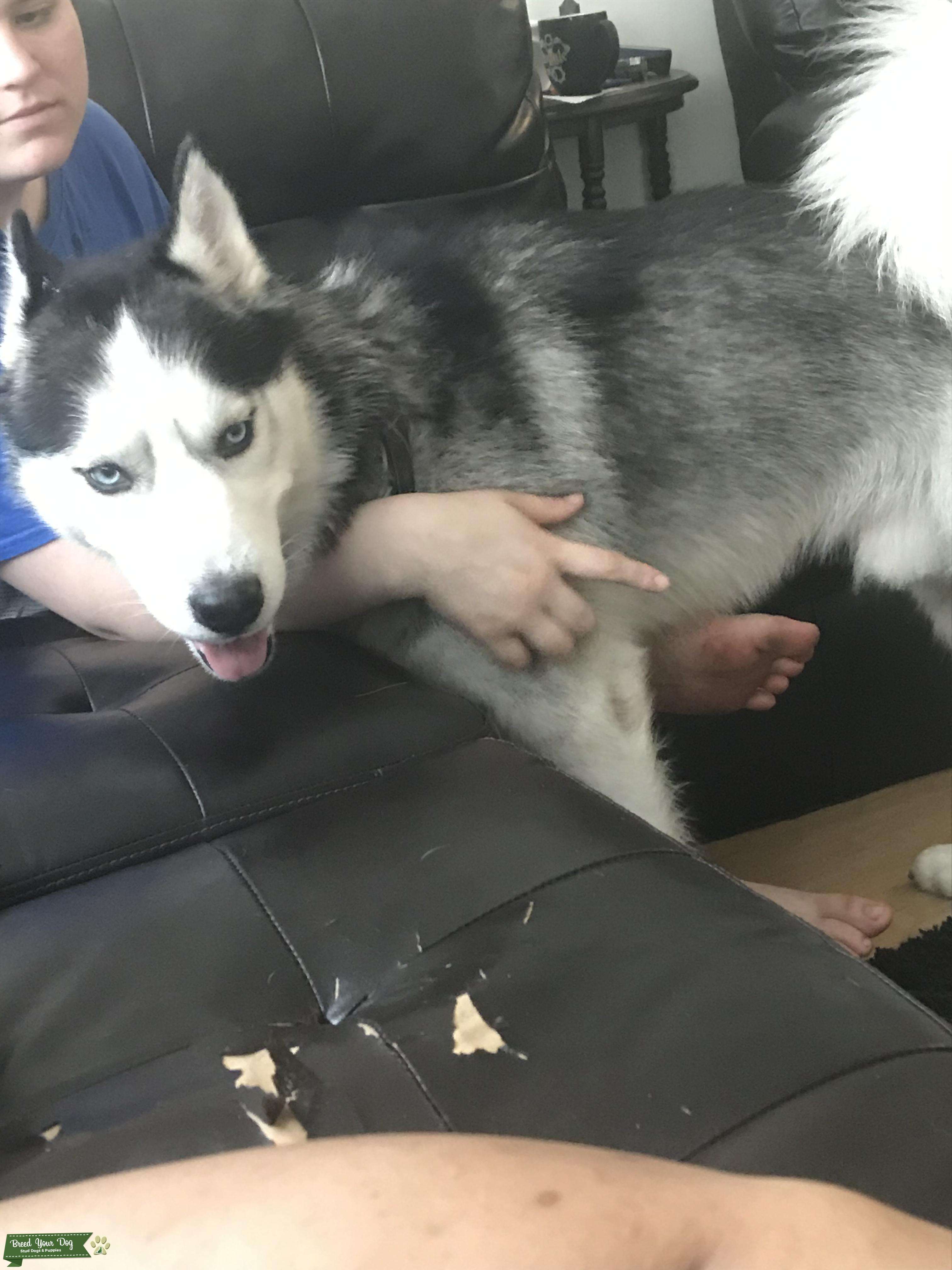 Siberian Husky Stud, NY Stud Dog in Eastern, the United States