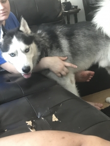 Siberian Husky Stud, NY  Listing Image