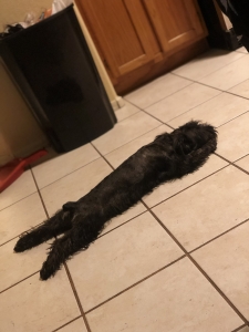 Mini schnauzer  Listing Image