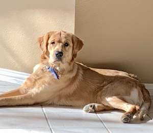 Golden Retriever Listing Image
