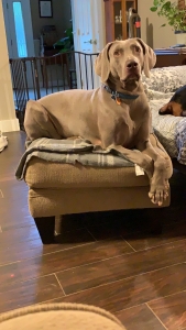 Weimaraner stud  Listing Image