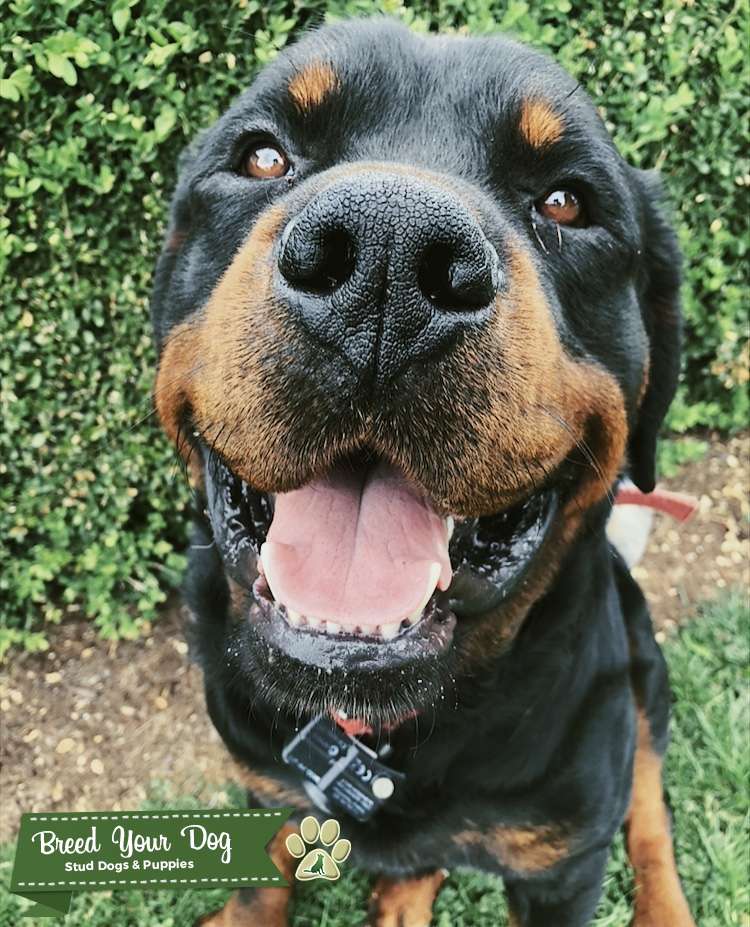 Stud dog for breeding Stud Dog in Chilliwack , the United States Breed Your Dog