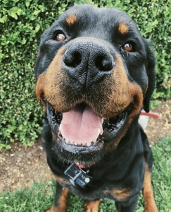 rottweiler studs near me