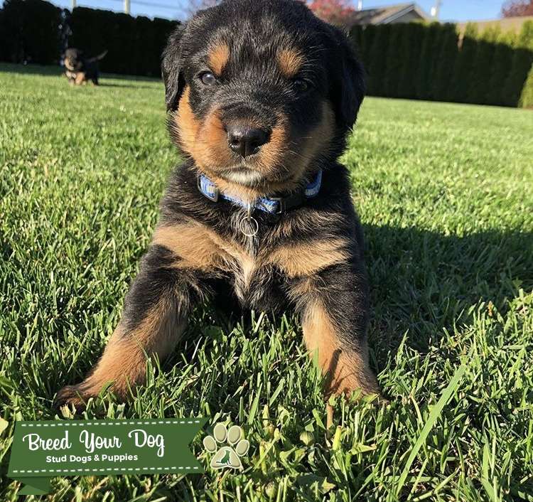 Stud dog for breeding Stud Dog Chilliwack Breed Your Dog