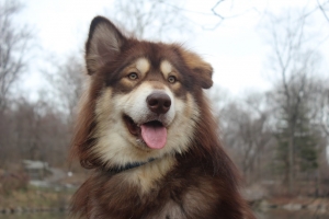 Alaskan Malamute Male Looking for a Girlfriend Listing Image