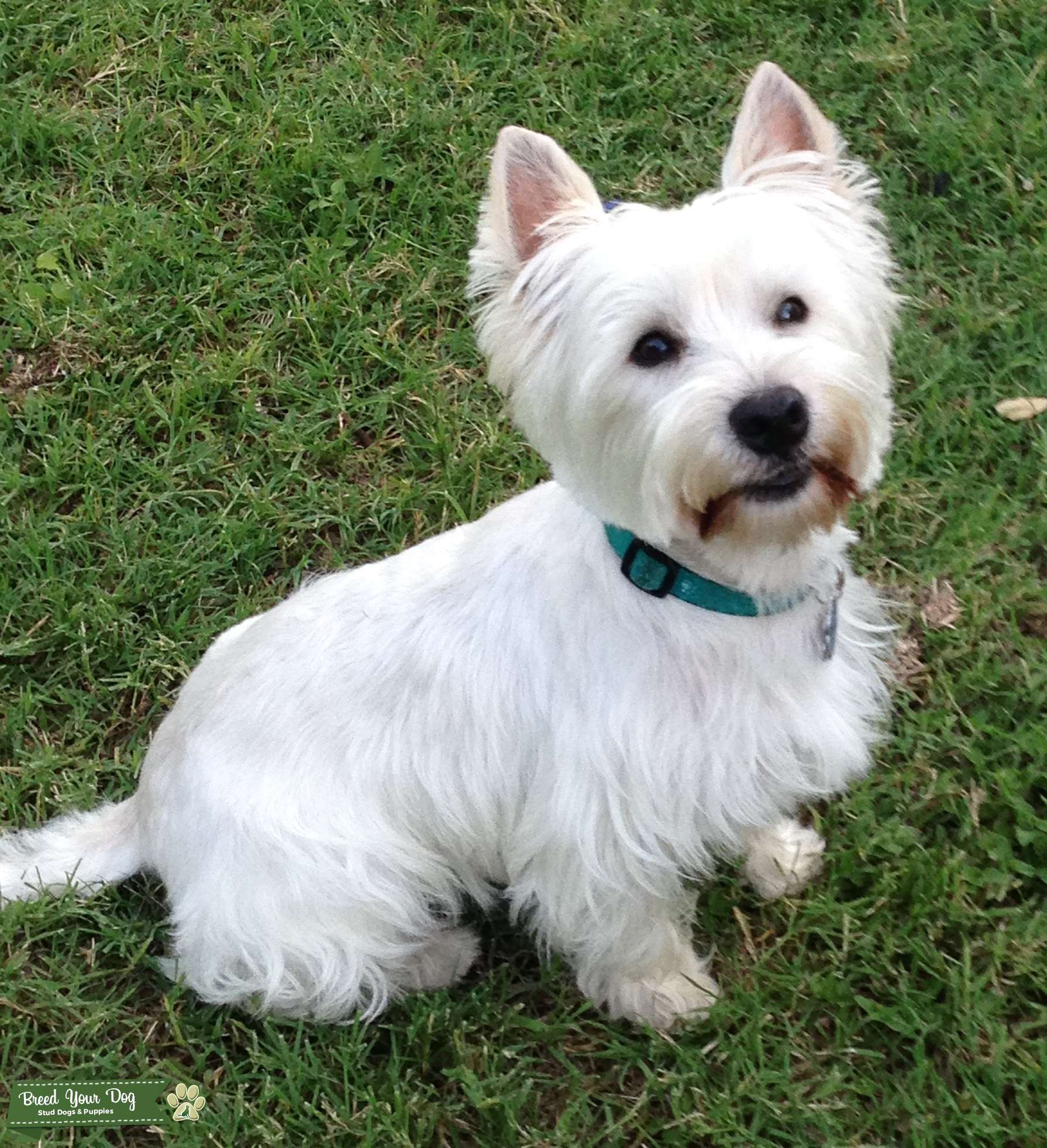 Amazing Male Westie Stud Dog in Central Texas, the United States