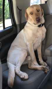 male labrador retriever