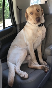 Gorgeous yellow male Labrador Retriever for stud Listing Image