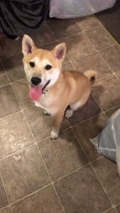 Shiba Inu Stud Listing Image