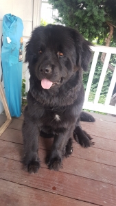 Newfoundland at Stud Listing Image