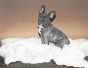 Blue Brindle Stud Listing Image