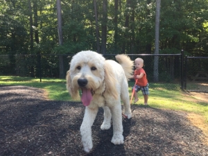 White golden doodle F1 Listing Image