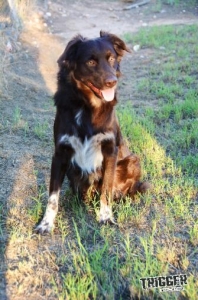Dark Red Tri Male Australian Shepherd - AKC, ASCA Listing Image