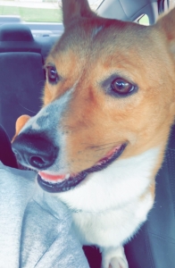 Purebred Pembroke Corgi for Stud  Listing Image