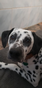 Dalmatian Stud Listing Image