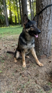 Bi color w/ sable traits German Shepherd Listing Image