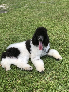 Beautiful pure breed standard parti poodle Listing Image