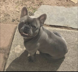 Stud French Bulldog Listing Image