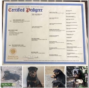 Rottweiler Stud Proven Sire Listing Image