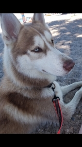 Husky stud Listing Image
