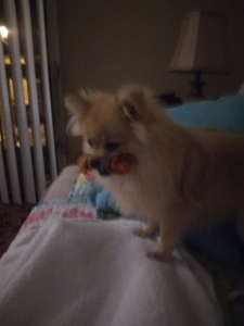 Pomeranian Stud needed for my Female Pom.xx Listing Image
