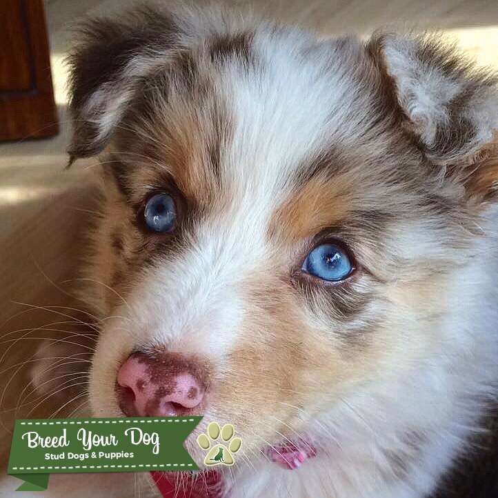 Beautiful Red Merle Mini/Standard Australian Shepherd Stud Dog in