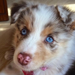 Beautiful Red Merle Mini/Standard Australian Shepherd  Listing Image