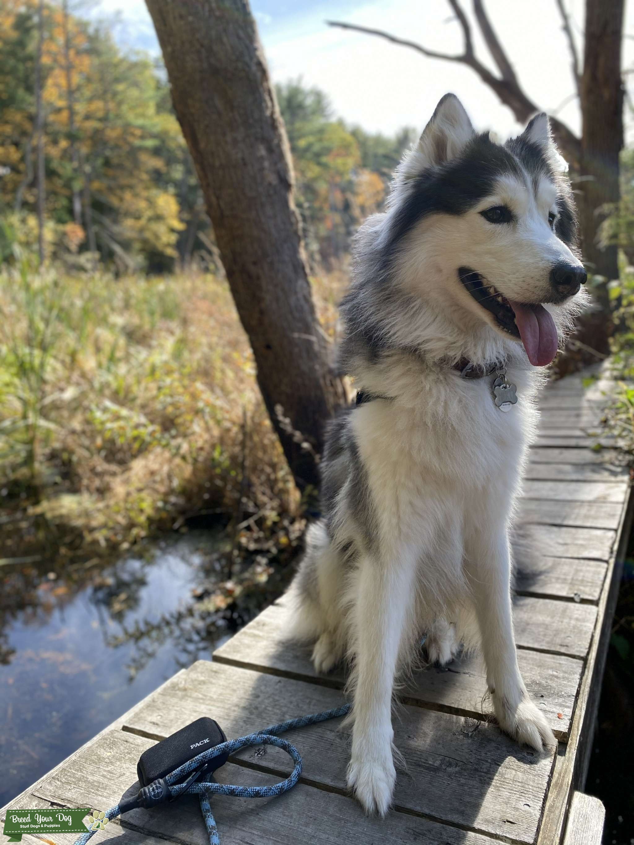 Niko Wooly Coat Husky Stud Dog in Massachusetts, the United States