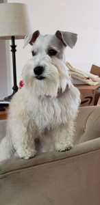 Miniature Schnauzer - Wheaten Listing Image