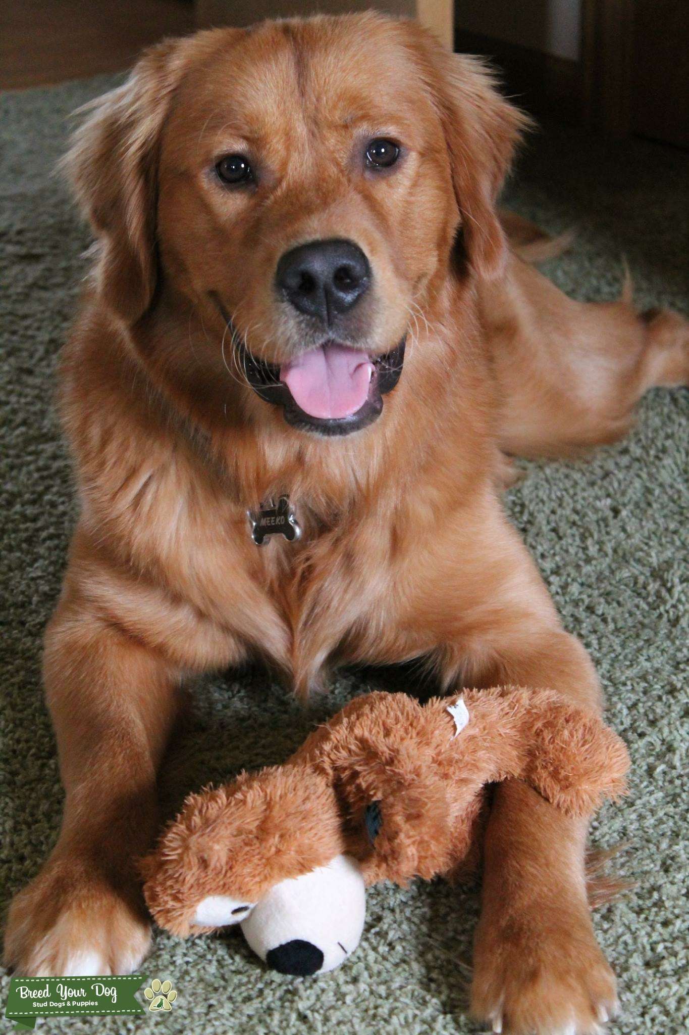 Purebred Golden Retriever Stud Stud Dog in Madison, Wisconsin , the United States Breed