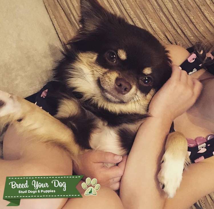 Long hair chihuahua Stud Dog in Birmingham , the United States