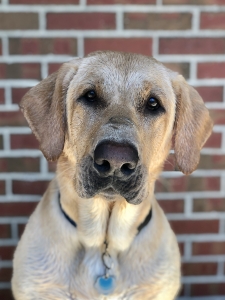 AKC registered American Labrador Retriever  Listing Image