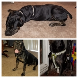 2 Year Old Male Corso Listing Image