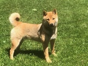 Sesame Shiba Inu Listing Image