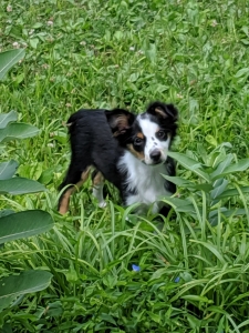 Almost full collar tricolor toy Aussie Listing Image