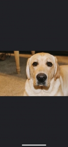 AKC Registered Yellow Lab Stud Listing Image