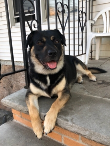 Playful Shepherd Lab Husky Listing Image