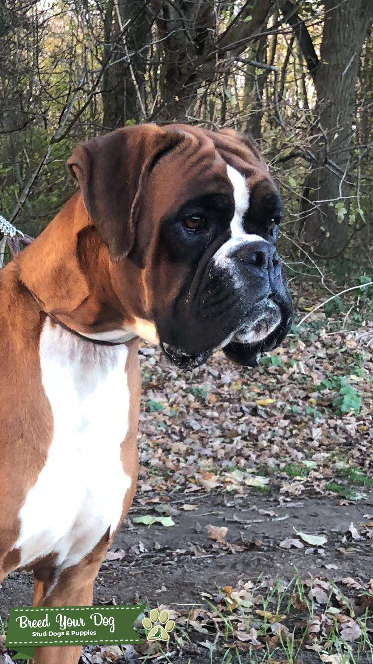 Red &White Czech Boxer Import for Stud Stud Dog in Surrey, the United