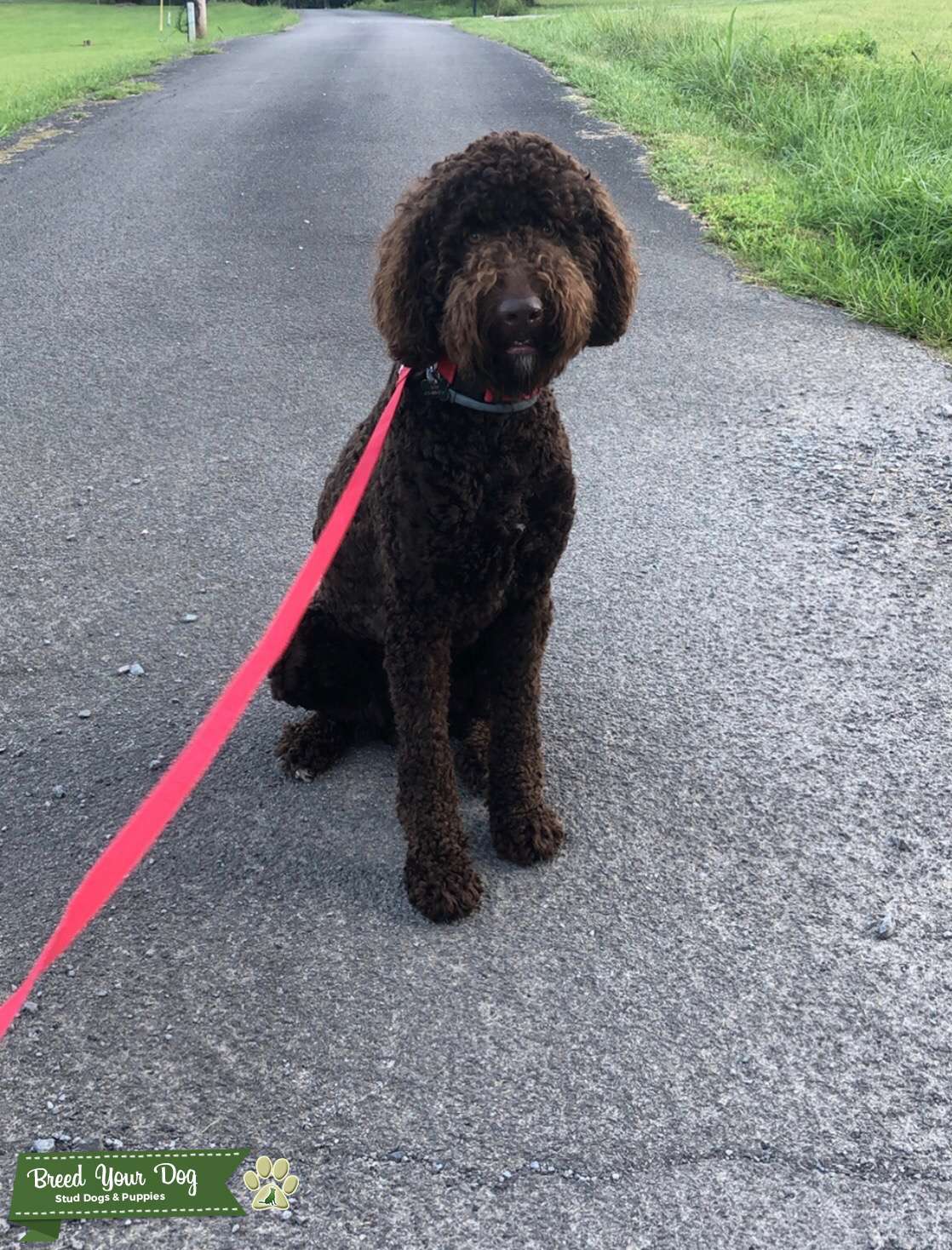 Chocolate F1b Goldendoodle Stud Dog Tennessee Breed Your Dog