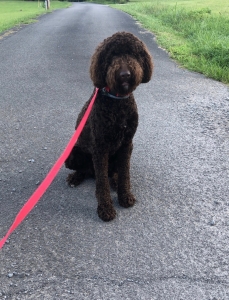 Chocolate F1b Goldendoodle Listing Image