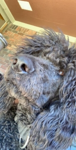 Stud dog  Listing Image